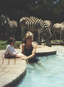 Zebra by the Pool